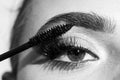 Eyebrow makeup. Macro close up of brows. Woman brushing brows with brows brush closeup. Natural beauty brows. Royalty Free Stock Photo