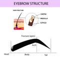 Eyebrow structure, hair and skin structure, eyebrow guide, vector illustration, infographics