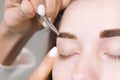 Eyebrow tinting. Close-up of a master applying eyebrow dye with a brush. Cosmetic procedures, permanent eyebrow makeup Royalty Free Stock Photo