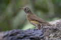 Eyebrowed Thrush bird with a brown top body