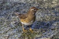 Eyebrowed Thrush bird with a brown top body