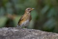 Eyebrowed Thrush bird with a brown top body