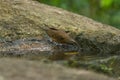 Eyebrowed Thrush bird in the rain forest