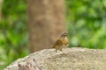 Eyebrowed Thrush bird in the rain forest Royalty Free Stock Photo