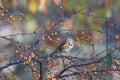 Eyebrowed thrush on branch of toringo crabapple tree Royalty Free Stock Photo