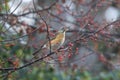 Eyebrowed thrush on branch of toringo crabapple tree Royalty Free Stock Photo
