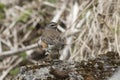 Eyebrowed thrush sitting on a rock near the hills in the tundra