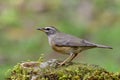 Eyebrowed thrush Turdus obscurus Turdidae family perchig on feeding station in garden of Chiang Rai Mae Fah Luang Royalty Free Stock Photo