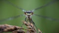 Eyecontact with a damselfly, close-up Royalty Free Stock Photo