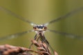 Eyecontact with a damselfly, green background