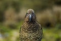 Eyecontact with kea parrot, New Zealand Royalty Free Stock Photo