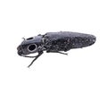 Eyed Click Beetle, Alaus oculatus Royalty Free Stock Photo