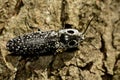 Eyed Click Beetle