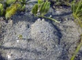 An Eyed Flounder (Bothus ocellatus) in Florida Royalty Free Stock Photo