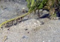 An Eyed Flounder (Bothus ocellatus) in Florida Royalty Free Stock Photo