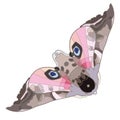 Eyed hawk moth in art deco style. Royalty Free Stock Photo
