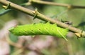 An Eyed Hawk-moth Caterpillar Smerinthus ocellata feeding on willow.