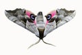 Eyed Hawk Moth