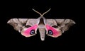 Eyed Hawk Moth