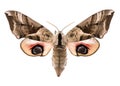 Eyed hawk-moth isolated on white Royalty Free Stock Photo