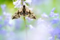 Eyed Hawk Moth, Pauwoogpijlstaart, Smerinthus ocellata