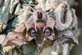 Eyed hawk-moth (Smerinthus ocellata) with hindwings visible