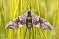 Eyed hawk moth