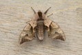 A Eyed Hawk-moth. Royalty Free Stock Photo
