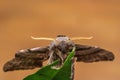 Eyed hawk moth, Smerinthus ocellatus Royalty Free Stock Photo