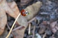 Eyed Ladybird resting on a leaf stem Royalty Free Stock Photo