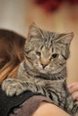 Eyed tabby cat disabled rescued zoo defenders at the hands of a woman in a shelter for homeless animals