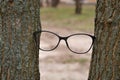 Eyeglass frame between trees. Eyesight. Royalty Free Stock Photo