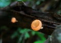 Eyelash Cup Mushrooms on Decayed Log in the National Park of Thailand, Selective Focus