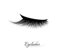 Eyelash extension. Beautiful black long eyelashes. Closed eye . False beauty cilia. Mascara natural effect. Professional Royalty Free Stock Photo