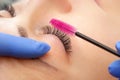 Eyelash extension procedure close up. Beautiful woman with long eyelashes in a beauty salon. Makeup concept Royalty Free Stock Photo