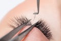 Eyelash extension procedure. Master tweezers fake long lashes beautiful female eyes