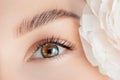 Eyelash extension procedure microblading for green eyes woman in salon. Concept beauty care skin face