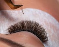 Eyelash Extension Procedure. Woman Eye with Long Eyelashes Royalty Free Stock Photo