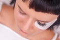 Eyelash Extension Procedure. Woman Eye with Long Eyelashes. Lashes, close up, selected focus. Royalty Free Stock Photo