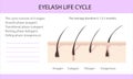 Eyelash life cycle. Eyelash Extension Guide. Infographics, vector illustration