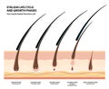 Eyelash Life Cycle and Growth Phases. How Long Do Eyelash Extensions Stay On. Macro, Selective Focus. Guide. Infographic Vector