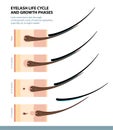 Eyelash Life Cycle and Growth Phases. How Long Do Eyelash Extensions Stay On. Macro Side View. Guide. Infographic Vector Royalty Free Stock Photo