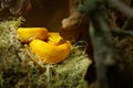 Eyelash Palm Pit Viper. Poison snake from Costa Rica. Yellow Eyelash Palm Pitviper, Bothriechis schlegeli, on green moss branch, n