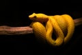 Eyelash Palm Pit Viper. Poison snake from Costa Rica. Yellow Eyelash Palm Pitviper, Bothriechis schlegeli, on green moss branch, Royalty Free Stock Photo