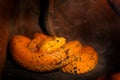 Eyelash Palm Pit Viper. Poison snake from Costa Rica. Yellow Eyelash Palm Pitviper, Bothriechis schlegeli, on green moss branch, n Royalty Free Stock Photo