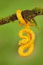 Eyelash Palm Pitviper, Bothriechis schlegeli, on the green moss branch. Venomous snake in the nature habitat. Poisonous animal fro Royalty Free Stock Photo