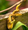 Beautiful Eyelash Palm Pitviper hanging on a branch, seen in Costa Rica.