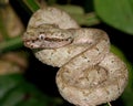 An Eyelash Pit Viper, Bothriechis schlegelii Royalty Free Stock Photo