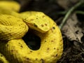 Eyelash Pit Viper, Bothriechis schlegelii, is found in color abrasions Royalty Free Stock Photo