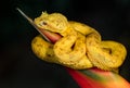 Eyelash pit viper photographed in Costa Rica